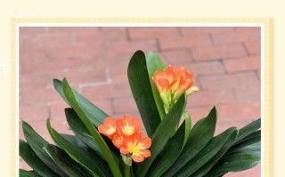 水培君子兰怎么养才能开花？