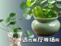 水培绿植需每天喷水吗？