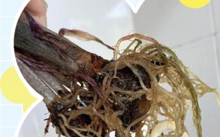 水培绿萝黑根需要洗掉吗？