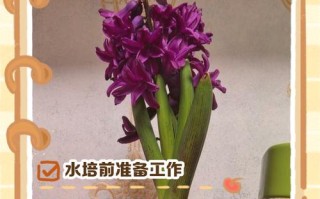 水培风信子水位该加多少合适？