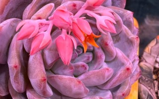 多肉冰灯花剑授粉方法有哪些？