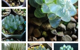 冰晶玉露图片欣赏，养护技巧有哪些？