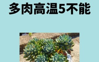 多肉低于多少度会冻死？