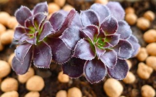 黑法师水培后如何正确上盆？