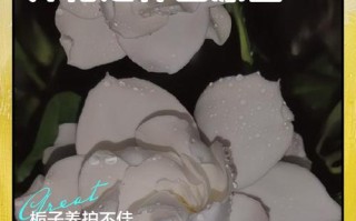 水培栀子花为何不开花？