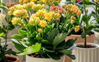 盆栽花儿图片大全有哪些常见品种？