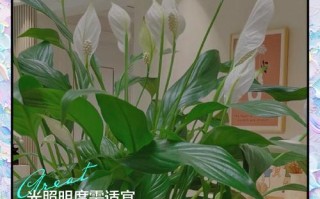 水培白掌黄叶能剪吗？