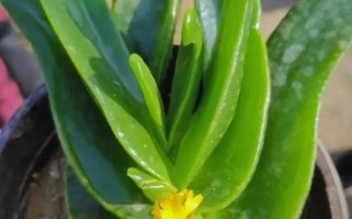 多肉佛手花能吃吗？