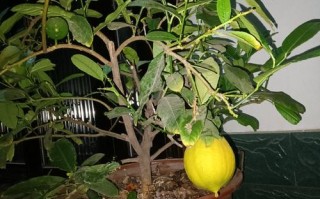 盆栽香橼为何迟迟不开花？