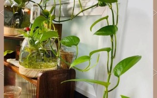 水培绿罗兰怎么养？图解方法看这里！
