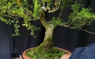 黄杨树桩盆栽如何修剪成型？