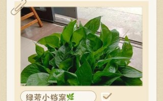 家养小盆栽究竟有哪些好处？