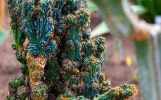 景天科瓦松属多肉怎么养？