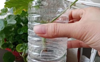 天竺葵水培加什么能促生长？