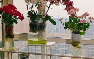 水培花卉能放鱼缸里吗？