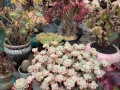 广州花都花卉世界的多肉有何特色？
