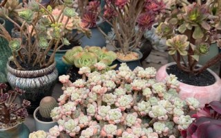 广州花都花卉世界的多肉有何特色？