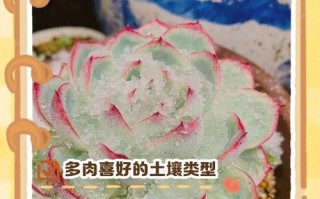 多肉适合什么土壤？