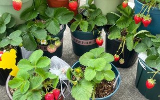 花市盆栽草莓能直接吃吗？