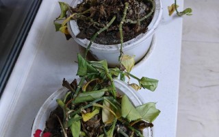 冬季绿萝水培会冻死吗？