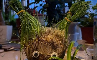 如何选对盆栽种子？