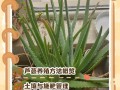 芦真能水培吗？家里养的咋转水培？