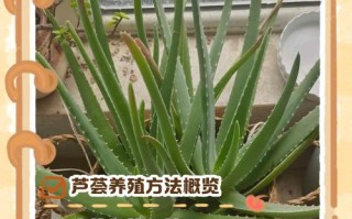 芦真能水培吗？家里养的咋转水培？
