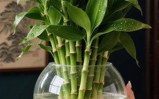 水培富贵竹冬季怎么养护？