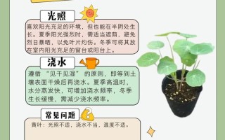 室内盆栽护理有哪些关键技巧？