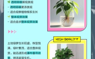 绿萝水培土培，哪种更适合生长？