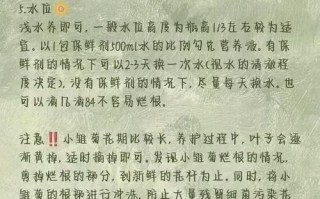 小雏菊盆栽需施肥吗？