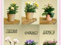 哪些花合适盆栽及名称