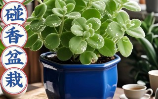 水培碰碰香用大容器好不好？