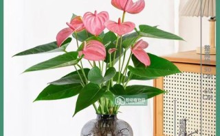 粉掌水培枯萎了怎么办？