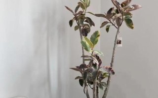 橡皮树水培要换水吗？