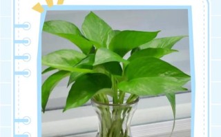 水培绿萝冬季低温怎么养护？