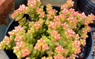 冬天多肉淋雨后该咋办？