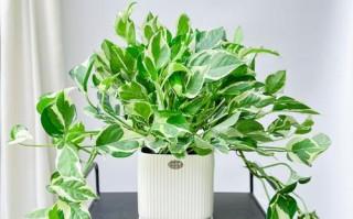 垂藤水培为何偏爱阳光？