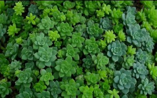 多肉原始生长环境有何独特之处？