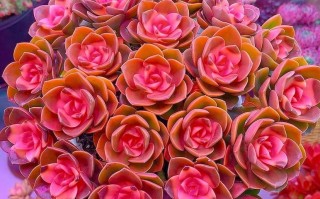 夏天能种多肉玫瑰吗？