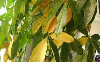 盆栽叶子为何从下往上变黄？