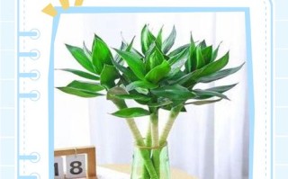 水培竹子怎么养才能养好？