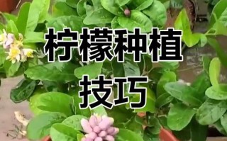 盆栽柠檬什么时间开花