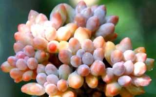 婴儿手指多肉花语藏着什么温柔寓意？