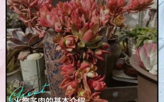 多肉火祭风水摆放有哪些禁忌？