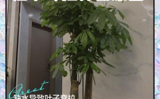 水培发财树叶子耷拉咋办？