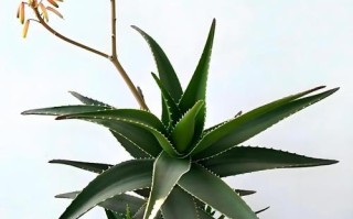 芦荟选盆要考虑哪些因素？