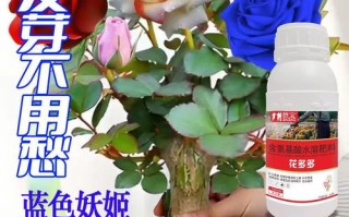 多肉开花施肥用啥肥最合适？