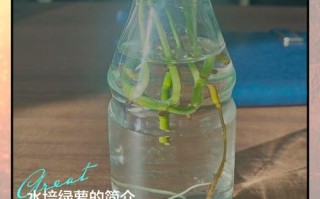 水培绿萝怎么快速学会？