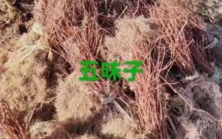 伊春盆栽苗木基地批发